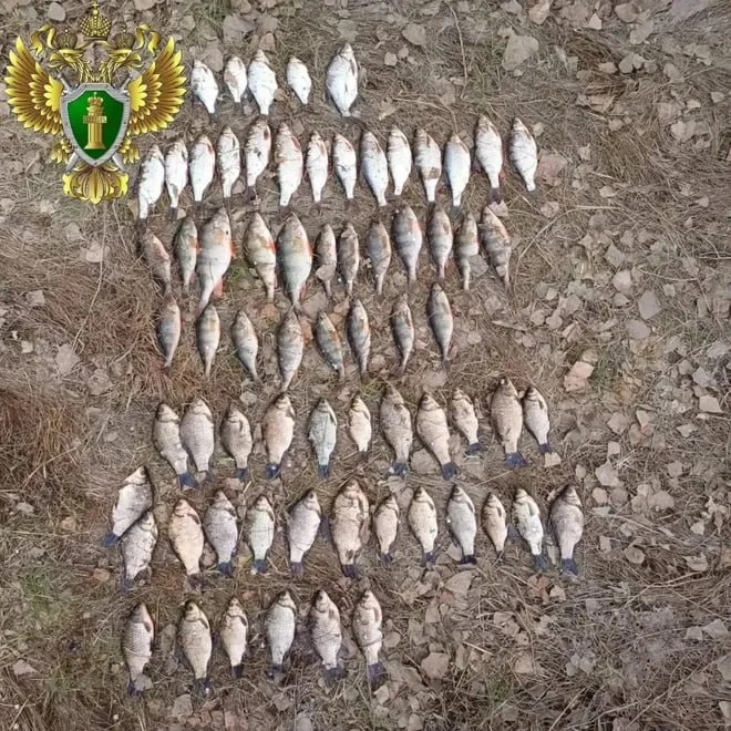 🎣 Браконьеров оштрафовали на миллион за вылов рыбы  В Агаповском районе двое браконьеров пытались уб