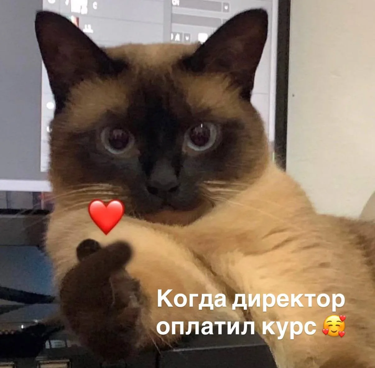 Лайфхак: можно не платить за обучение в одиночку 😄