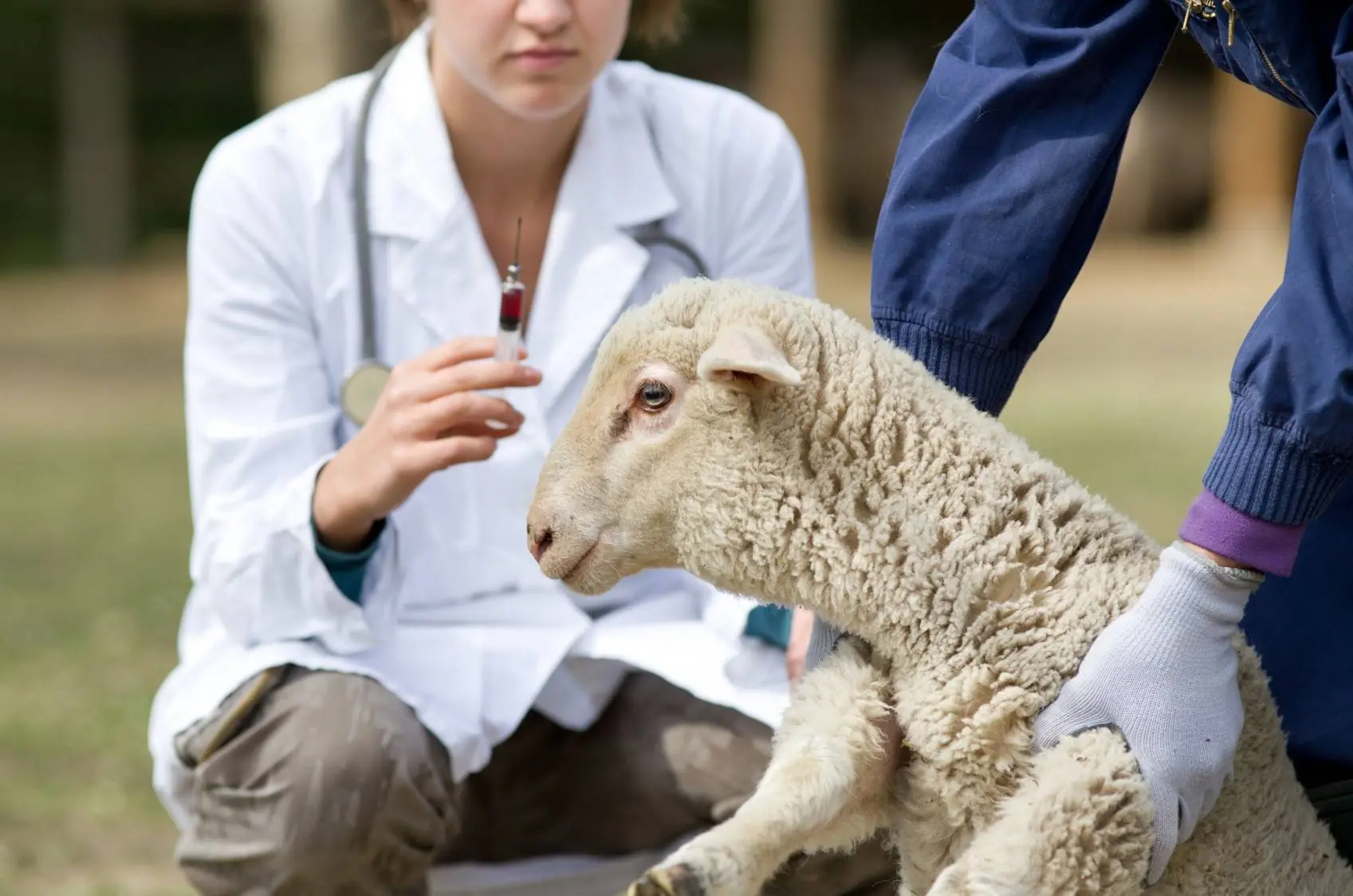🐑 Профилактическая обработка овец: дегельминтизация и витаминизация
