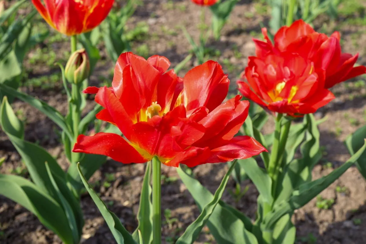 🌷В Ботаническом Саду появились свои звёзды   Весна дарит нам много чудес, и одно из самых ярких — цв
