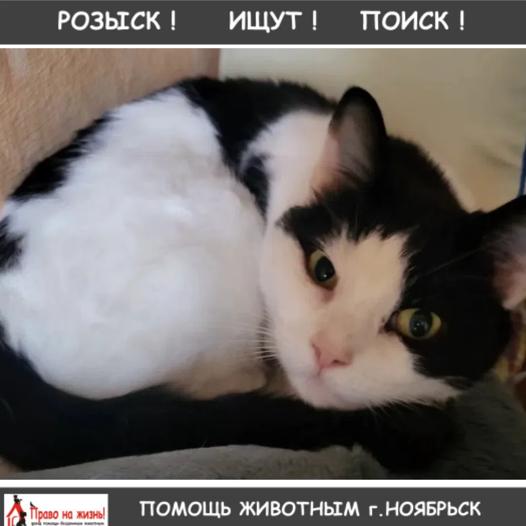 Пропала любимая кошечка в дальнем СМП, в районе улицы Транспортная 2.
Нашедшего просьба вернуть за в