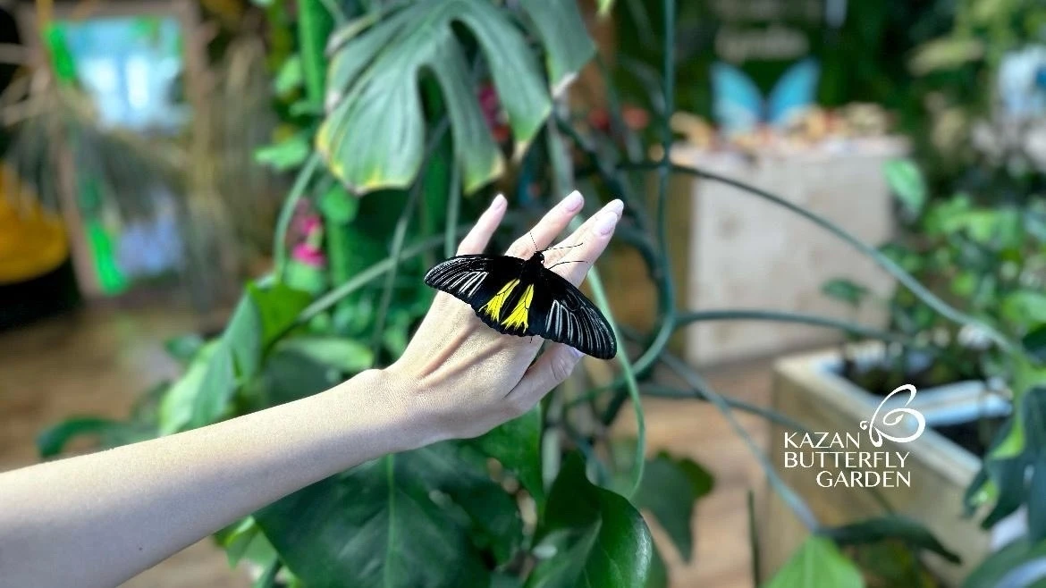🦋 Ищете, куда пойти в Казани? Парк тропических бабочек — место, где сотни ярких бабочек летают прямо