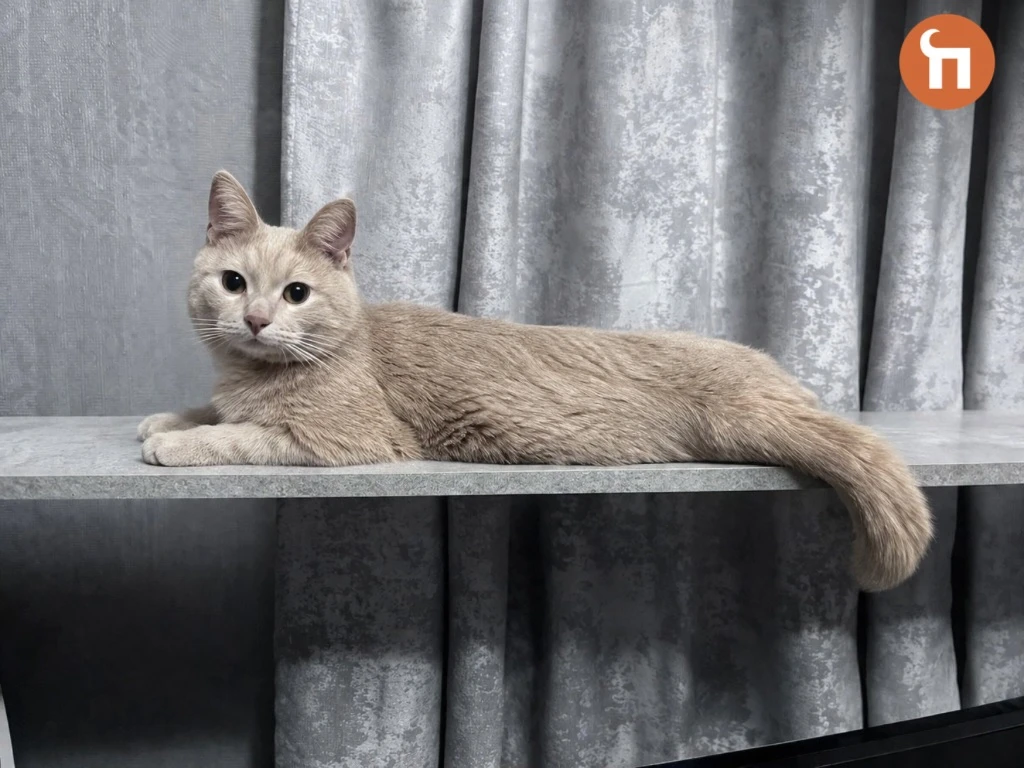 🐱Личный опыт: как я отучила котенка запрыгивать на телевизор