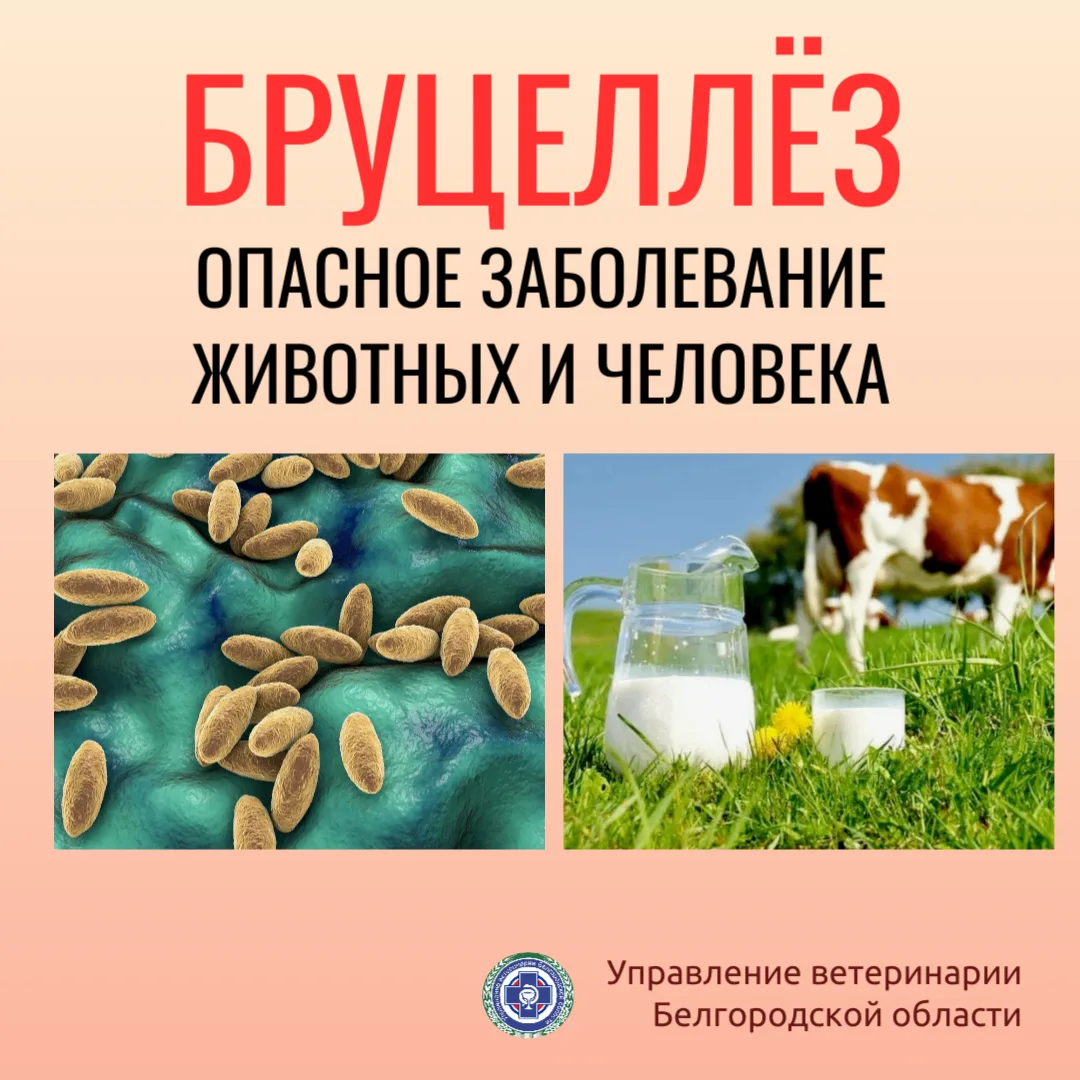 ❗️Бруцеллёз – инфекционное заболевание животных и человека, сопровождающееся лихорадкой...