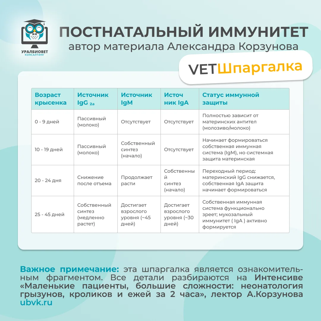 🐀 Забирайте новую VETШпаргалку в свою рабочую коллекцию.