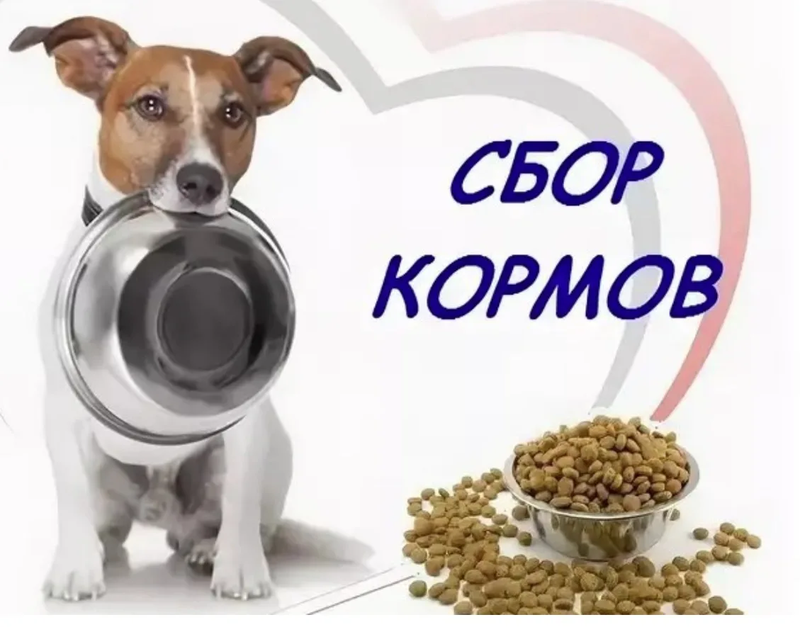 Сбор помощи для животных ко Всемирному дню животных 🐾