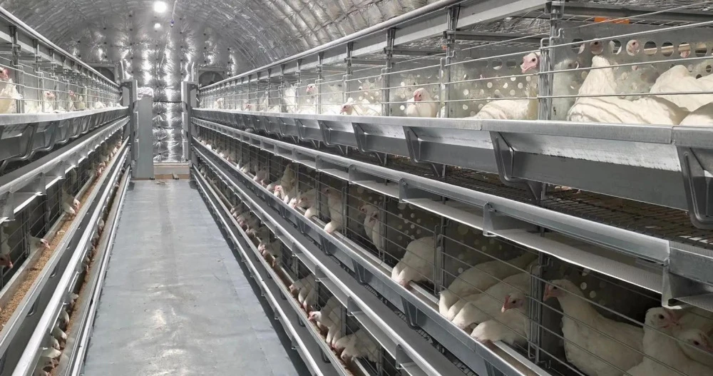 🐣 Птицефабрика Певека увеличила поголовье кур до шести тысяч, сообщает ИА "Чукотка"