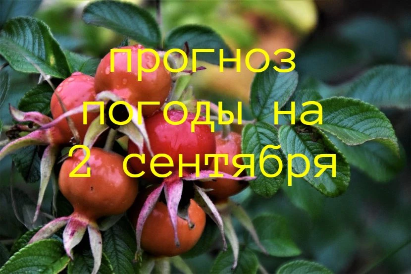 02 сентября: переменная облачность, преимущественно без осадков. Ветер южный 6-11 м/с. ...