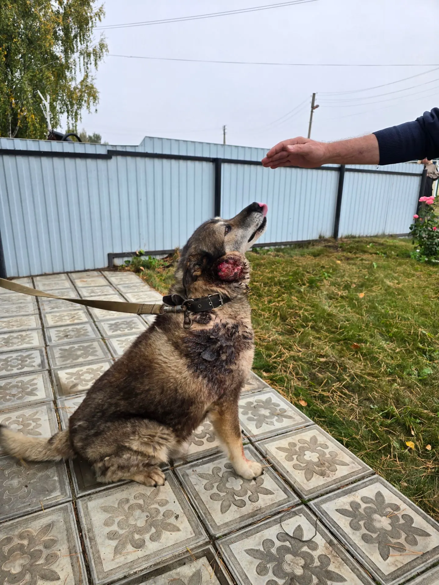 🐕 ОПЕРАЦИЯ ПО УДАЛЕНИЮ ОПУХОЛИ У СОБАКИ