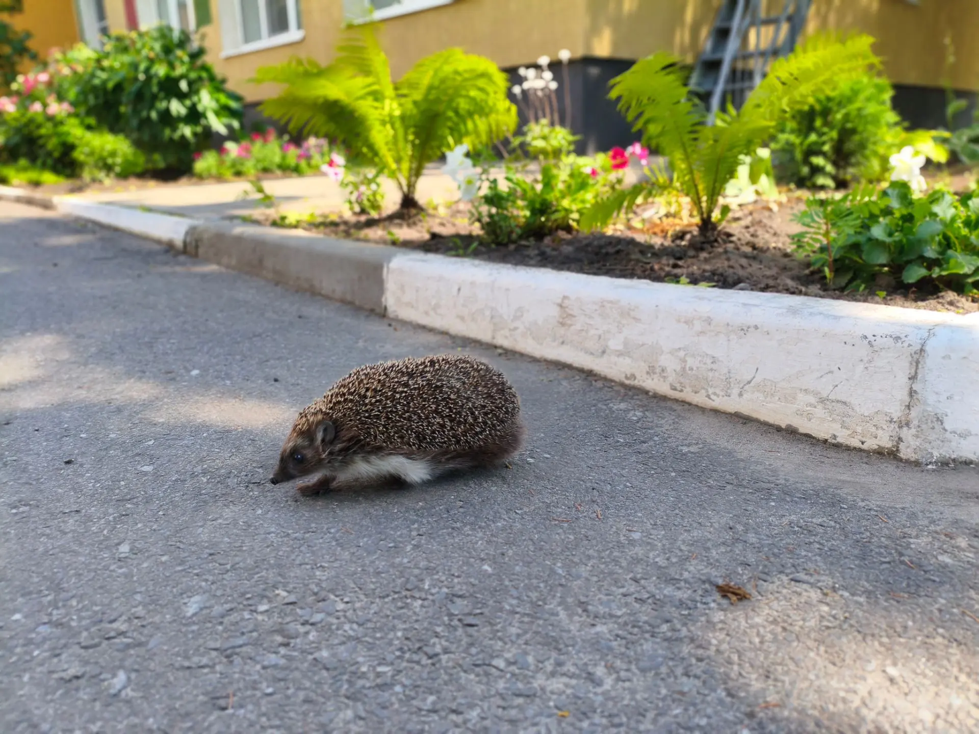 Сегодня у нас был особенный
гость-настоящий ёжик! 🦔

Он эффектно вышел из кустов (будто модель по п