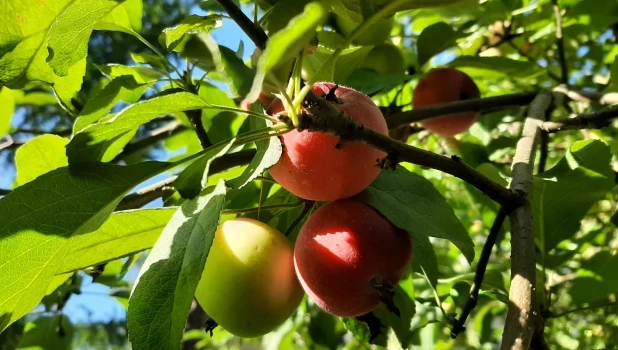 Азиатский антициклон завис над Алтаем и подарил бабье лето 🍎