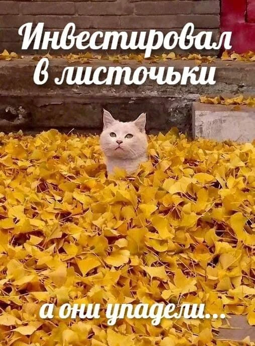 Все мы немножко котики!