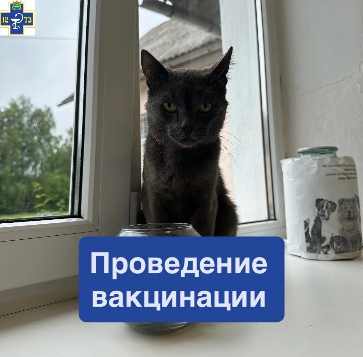 ✅Вакцинация - это самый эффективный способ защитить кошку от смертельно опасных вирусны...