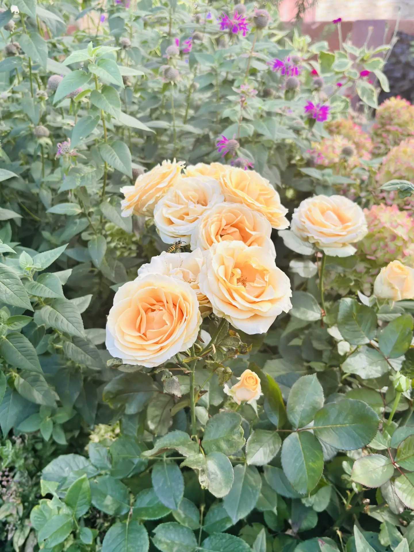 🌹Последние дни лета во дворе моего дома.