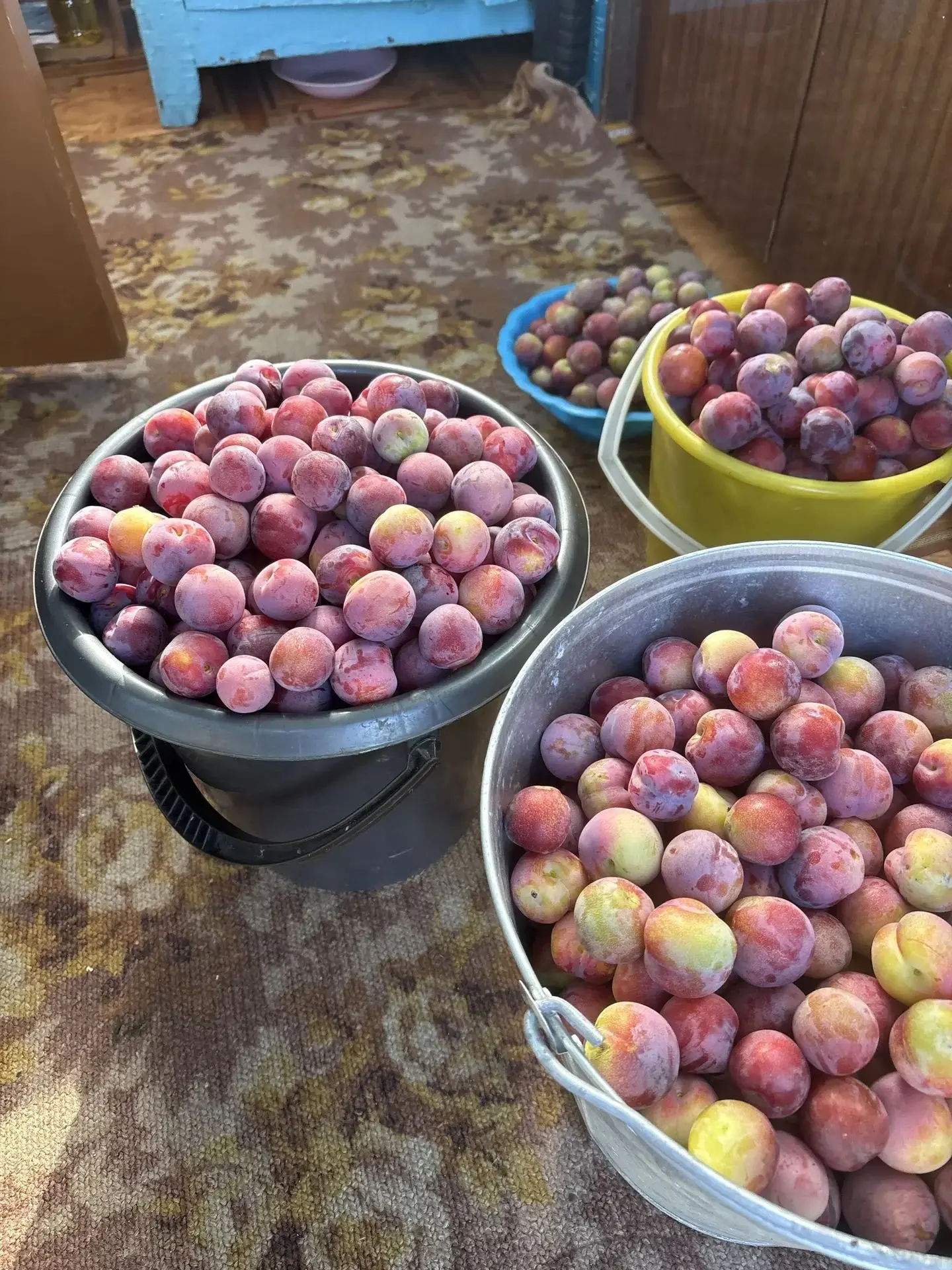 Продам сливу, цена 1500 руб./5 л. Забирать на КСК, возможна доставка по городу. 8914467...