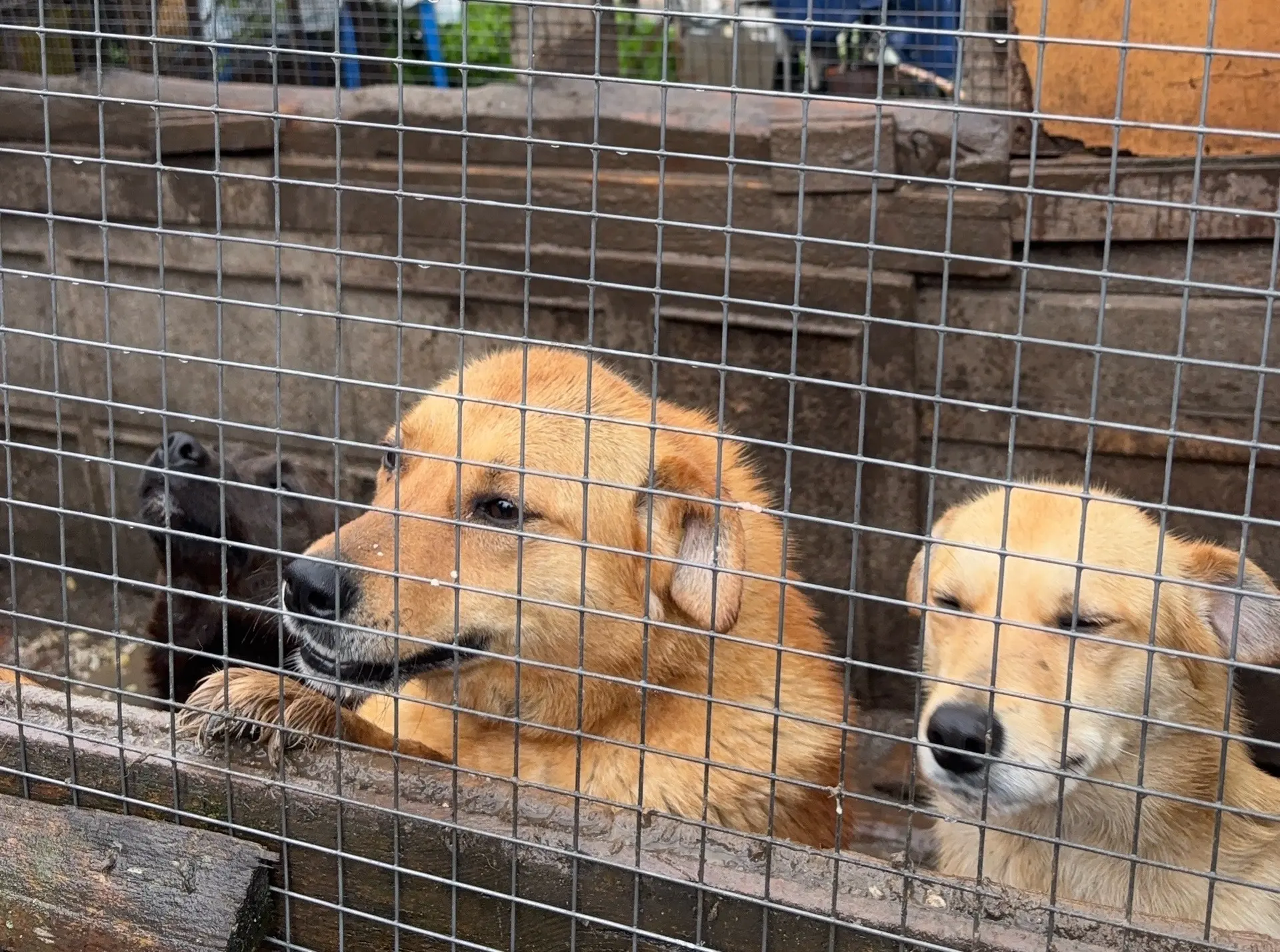 🐕 Забота и помощь: волонтеры лицея посетили приют для животных   ☘️Сегодняшний день стал особенным д