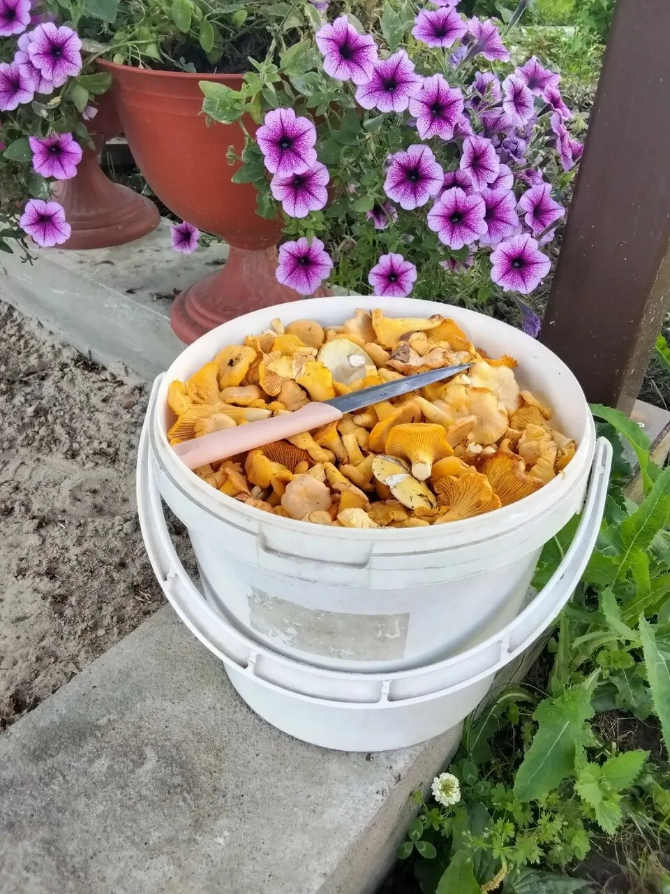 🍄 Леса Нижегородской области порадовали грибников свежим "урожаем". Адепты тихой охоты...