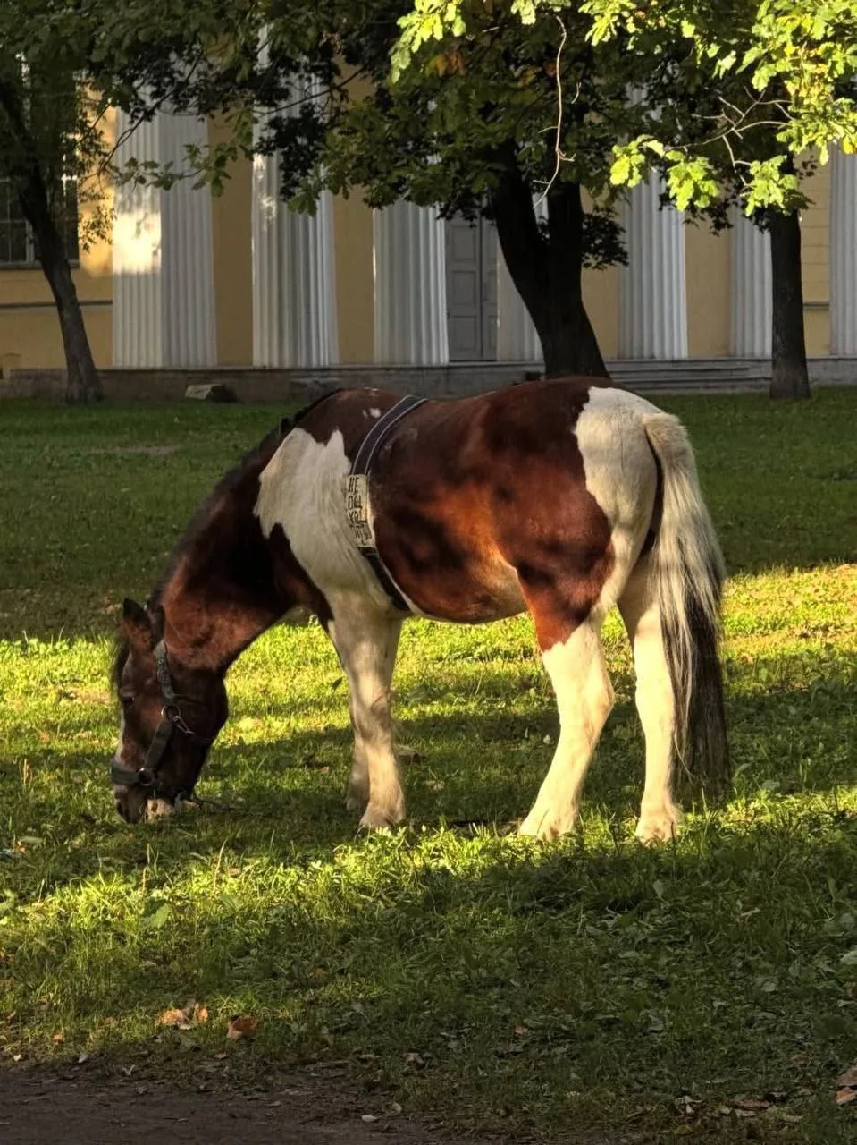 🐴 Лошадки на прогулке в саду на Васильевском острове