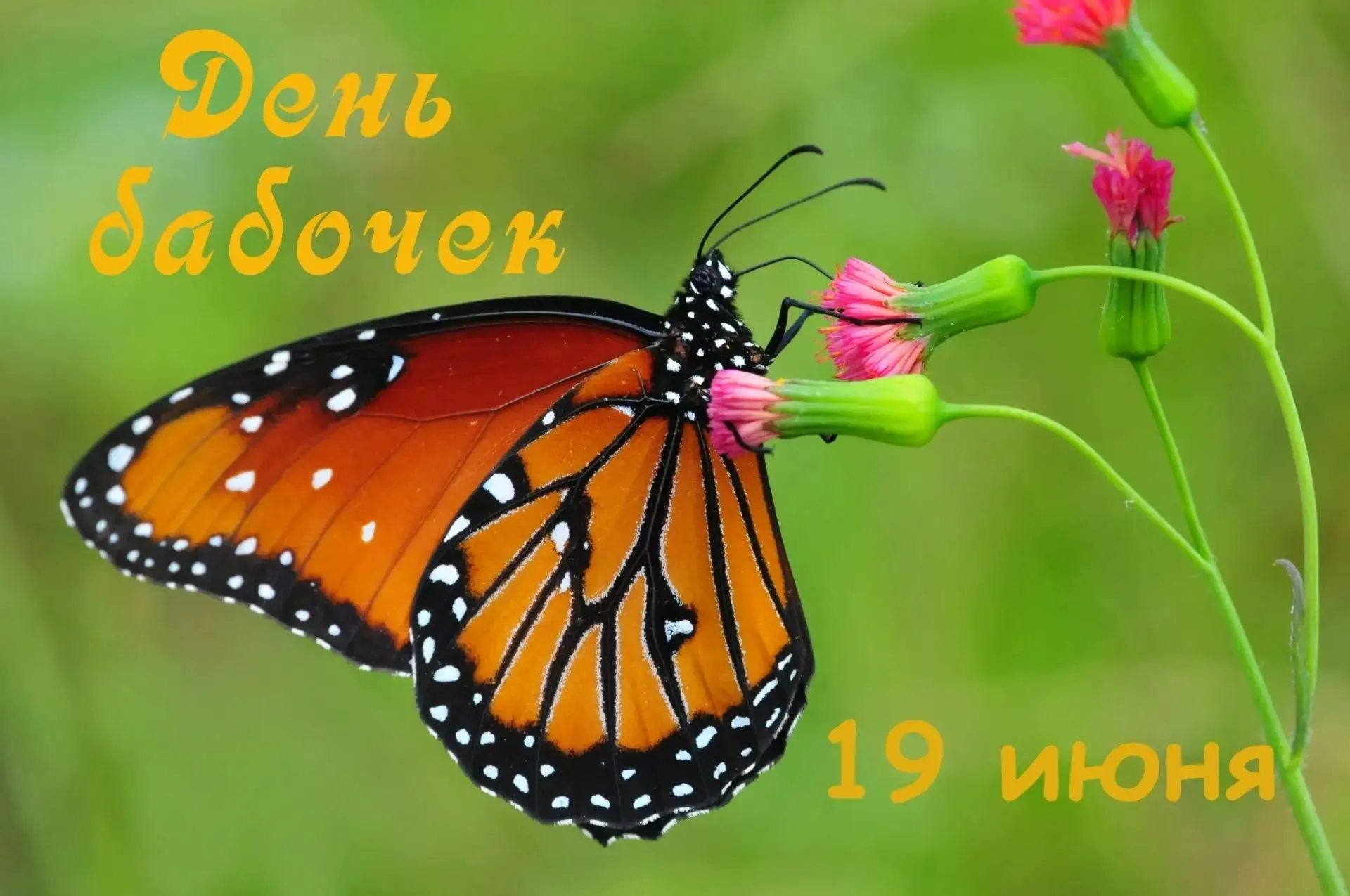 #ГодДошкольногоОбразования#ГДОАмурскаяОбласть
19 июня в ГДО МБОУ СОШ с.Талдан прошёл: "ДЕНЬ БАБОЧЕК"