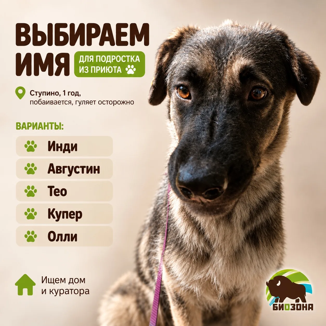 Выбираем имя для подростка из приюта 🐾
