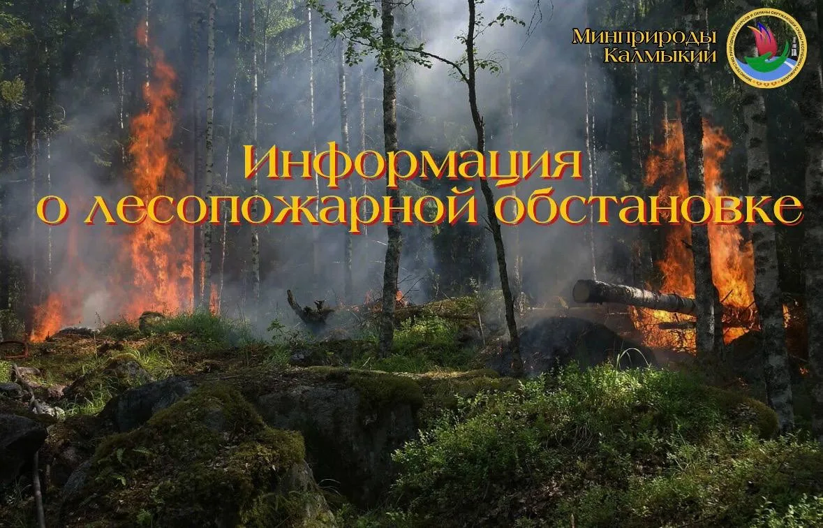 🔥О лесопожарной обстановке на территории лесного фонда Республики Калмыкия по состояни...