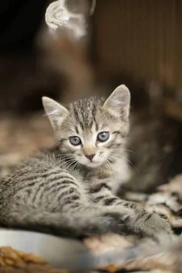🐾 КОТЯТА ИЩУТ ДОМ 🐾