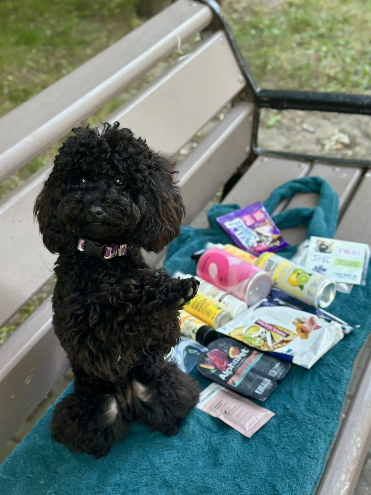 Малышка Лотта и ее первый AvoBox 🥰 🐾 

Мы ещё не говорили, но в подарок к кошачьим и собачьим бокс