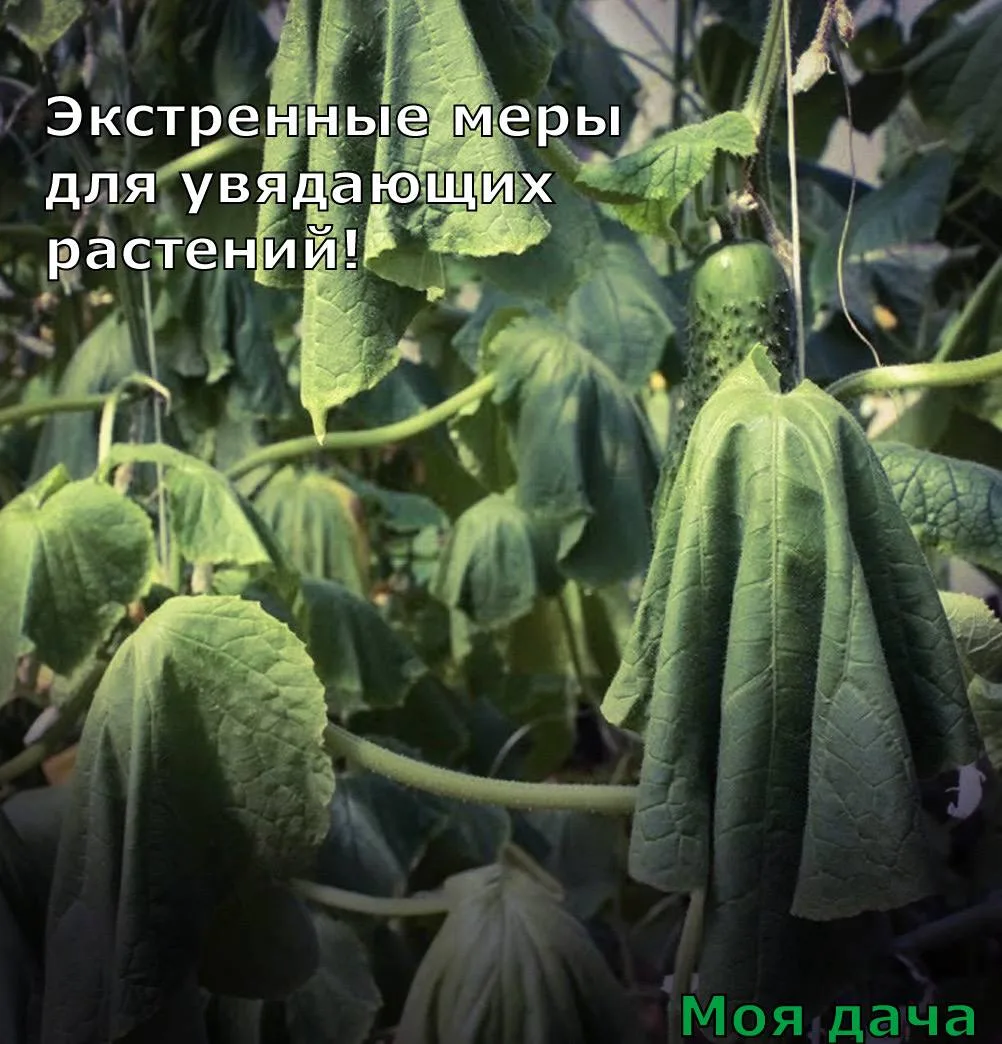 Экстренные меры для увядающих растений 🙌

Заботишься о них, подкармливаешь, поливаешь — а они вдруг