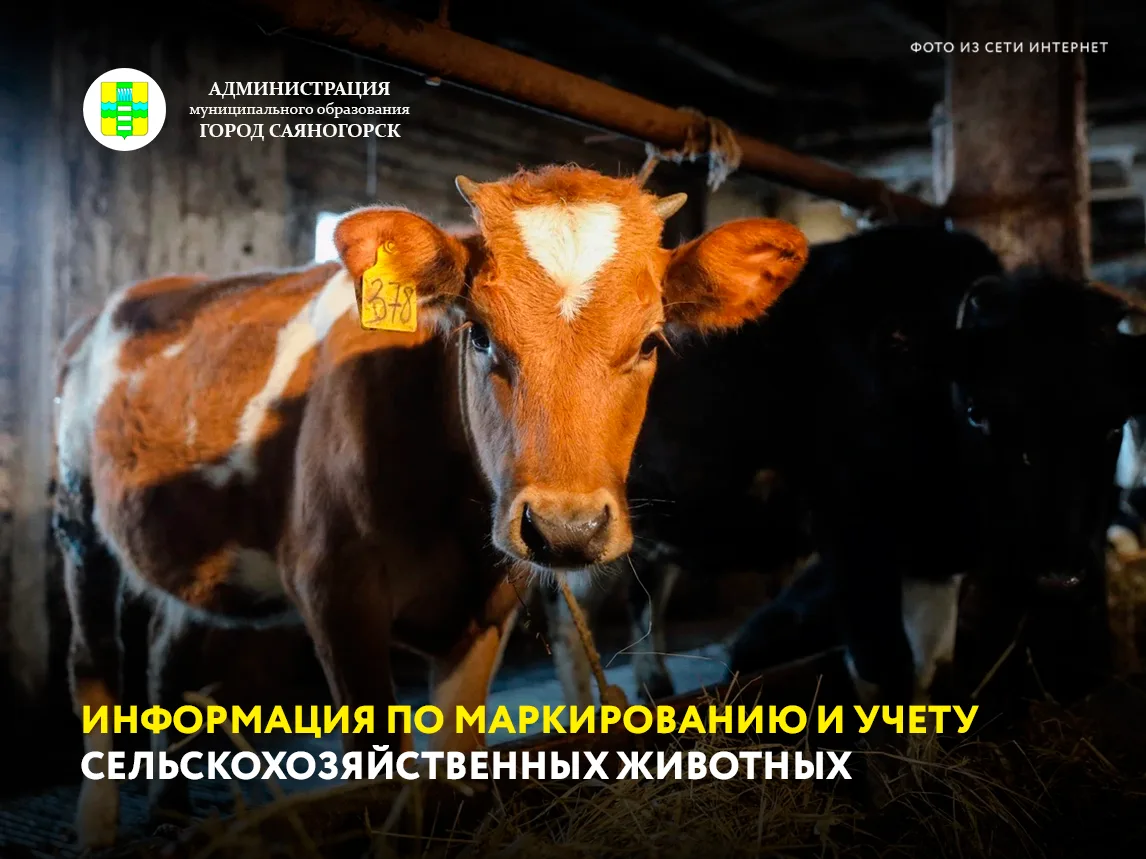 Напоминаем владельцам сельскохозяйственных животных о необходимости маркирования скота с одновременн