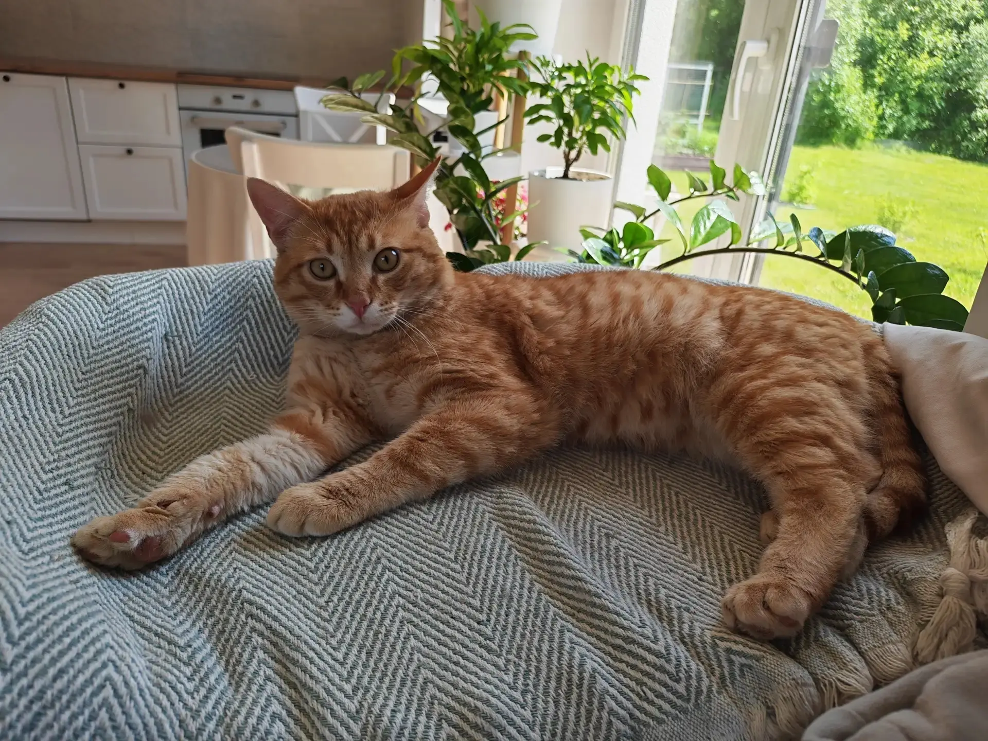 Красавчик Йося ищет дом 🏡 

Этого котика нашли около месяца назад на канале "у Сталина" с подбитым 