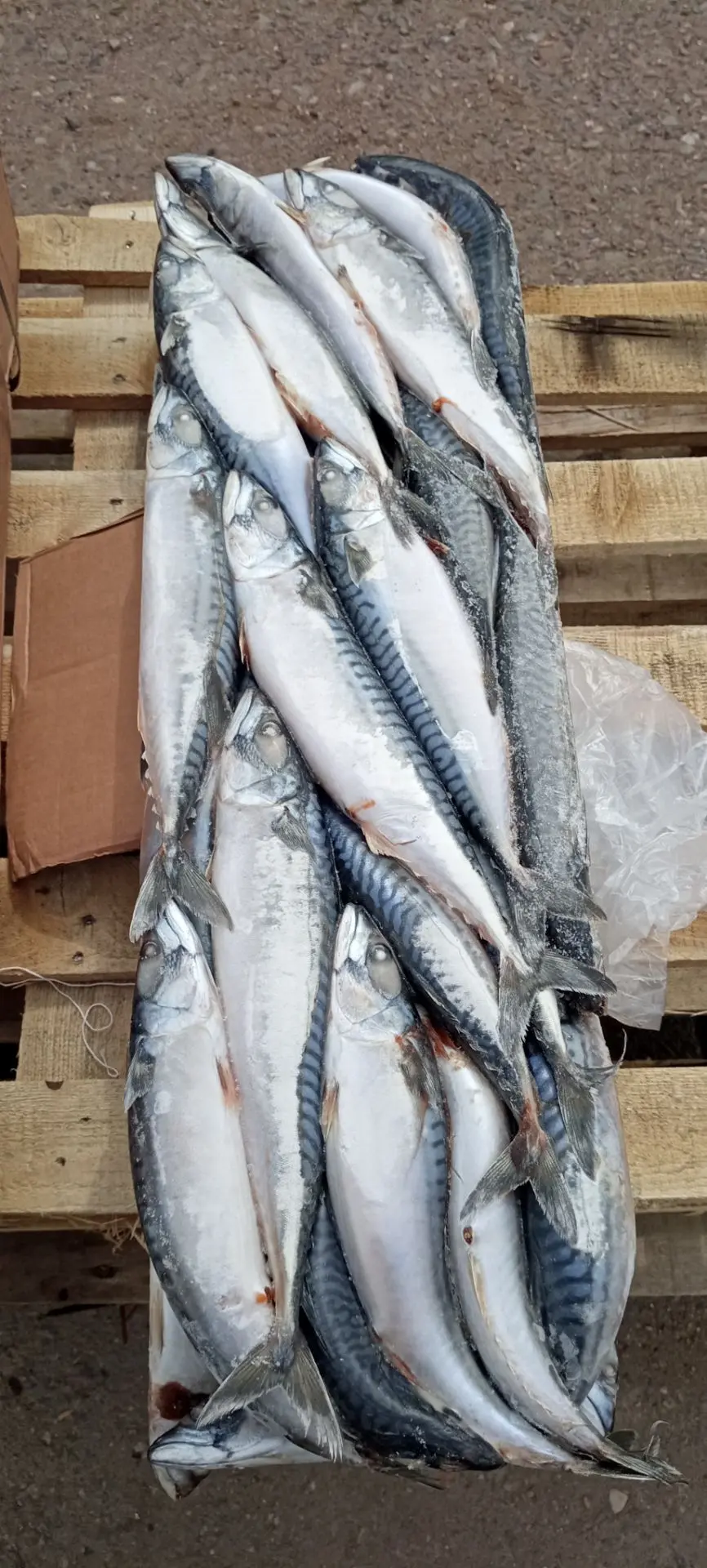 🐟Скумбрия с/м н/р 300-600 гр. 1/30 (3*10) вылов 07.2026 г.