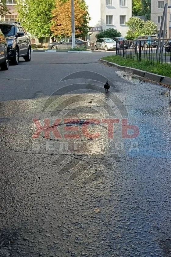 На улице Губкина уже 10 дней бьёт фонтан из люка
