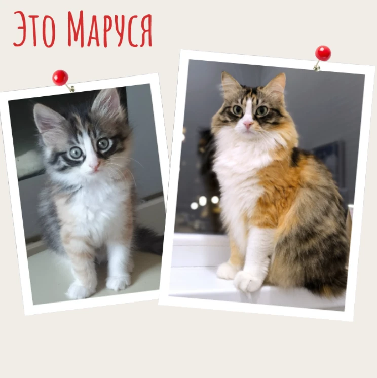 Как случилось, что у нас живут целых три кошки? 🐾