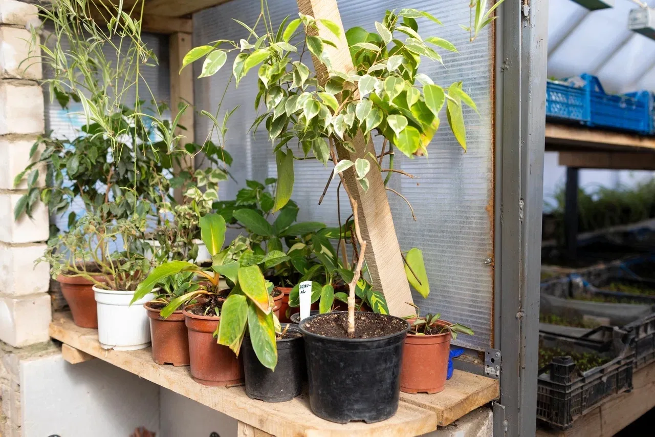 Готовимся к весенней высадке цветов на городские клумбы.   🌱В теплицах «Зеленстроя» работа идёт полн