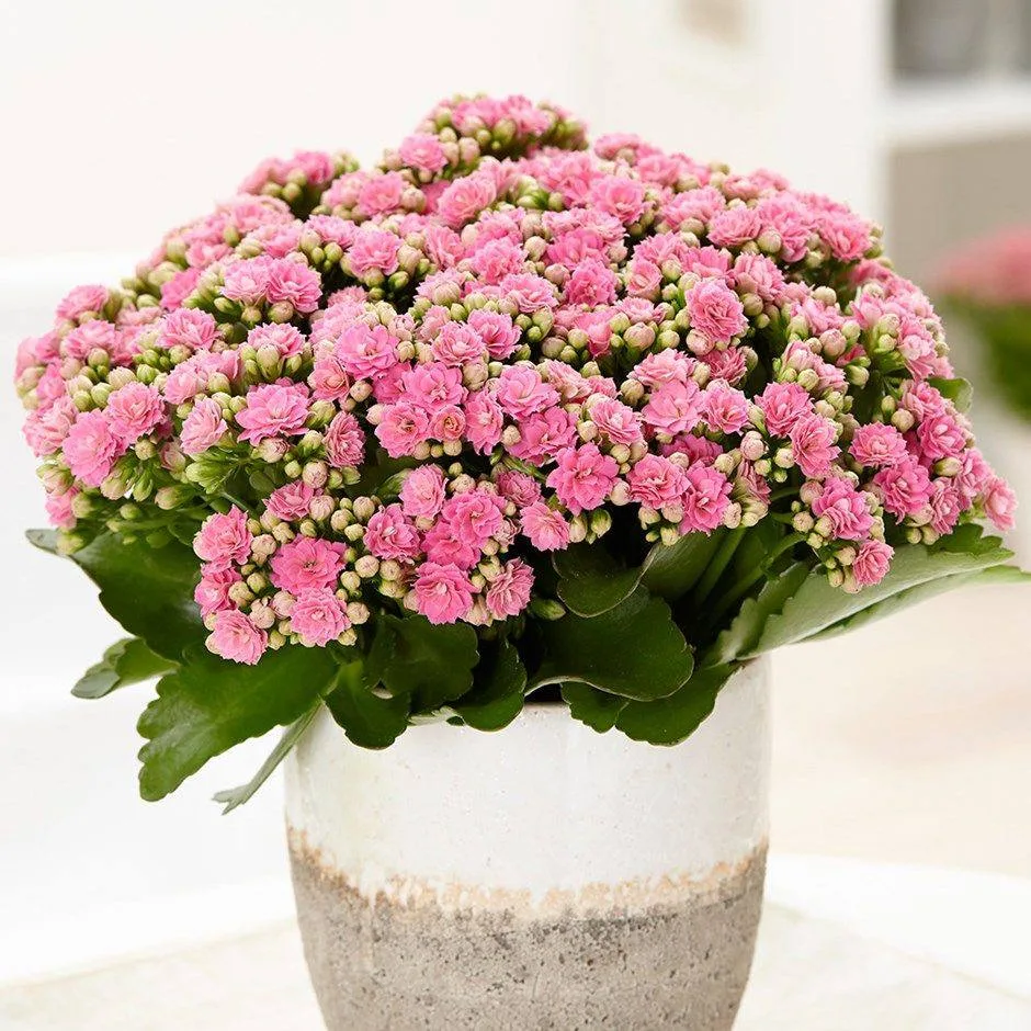 Каланхоэ — уход в домашних условиях 🌸

🌿 Неприхотлив, цветёт розовым, сочетает красоту и пользу.

