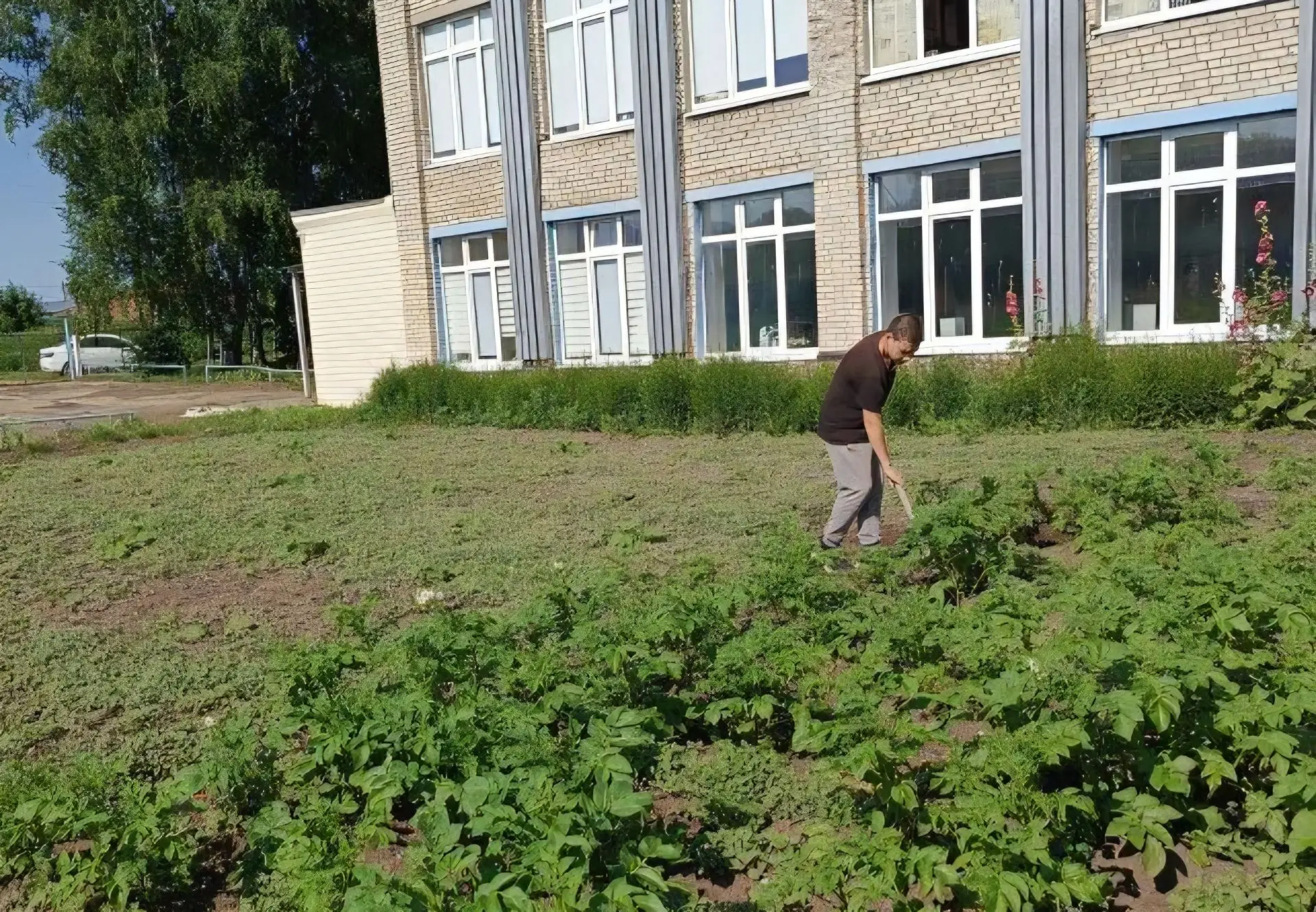 ТОШ продолжает уход за овощными культурами...

Прополка тыквы и картофеля на пришкольном участке — о