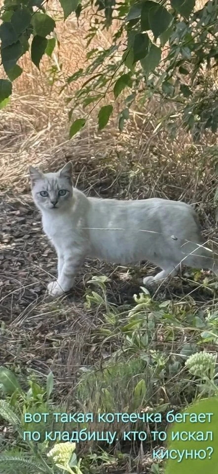 Вот такая котеечка бегает на кладбище. Может кто то ищет, чистая,но голодная и пугливая. Покормили, 