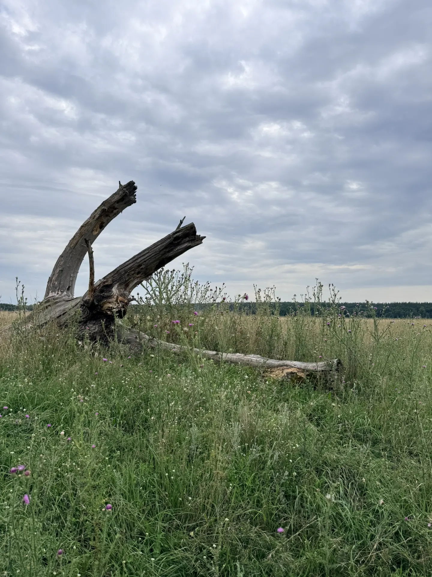 Пикник у нас был у пруда