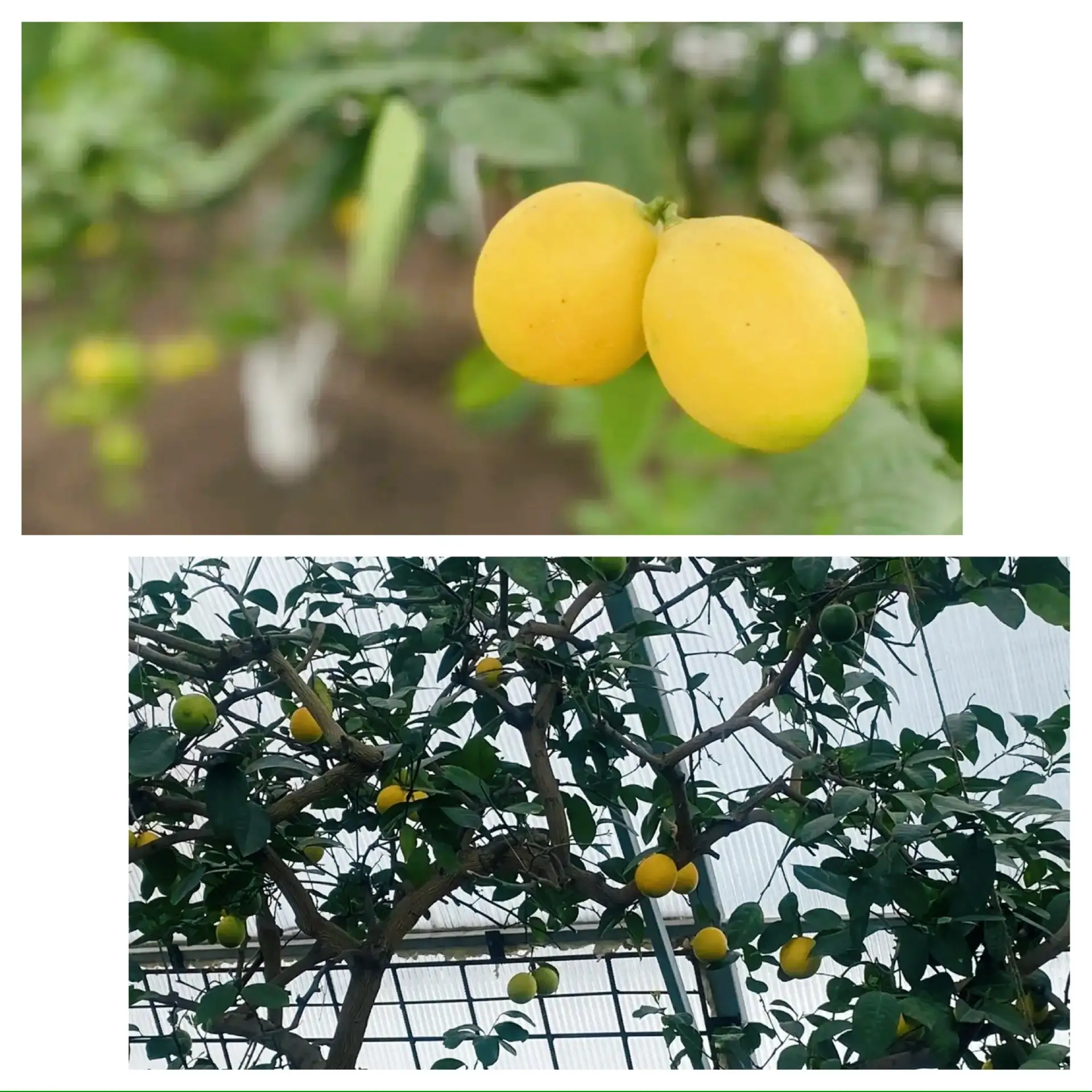🍋✨ ТРОПИЧЕСКОЕ ПРИКЛЮЧЕНИЕ 8Д: ЭКСКУРСИЯ В ЛИМОНАРИЙ ✨🍋  Иногда, чтобы оказаться в тропиках, не нуже