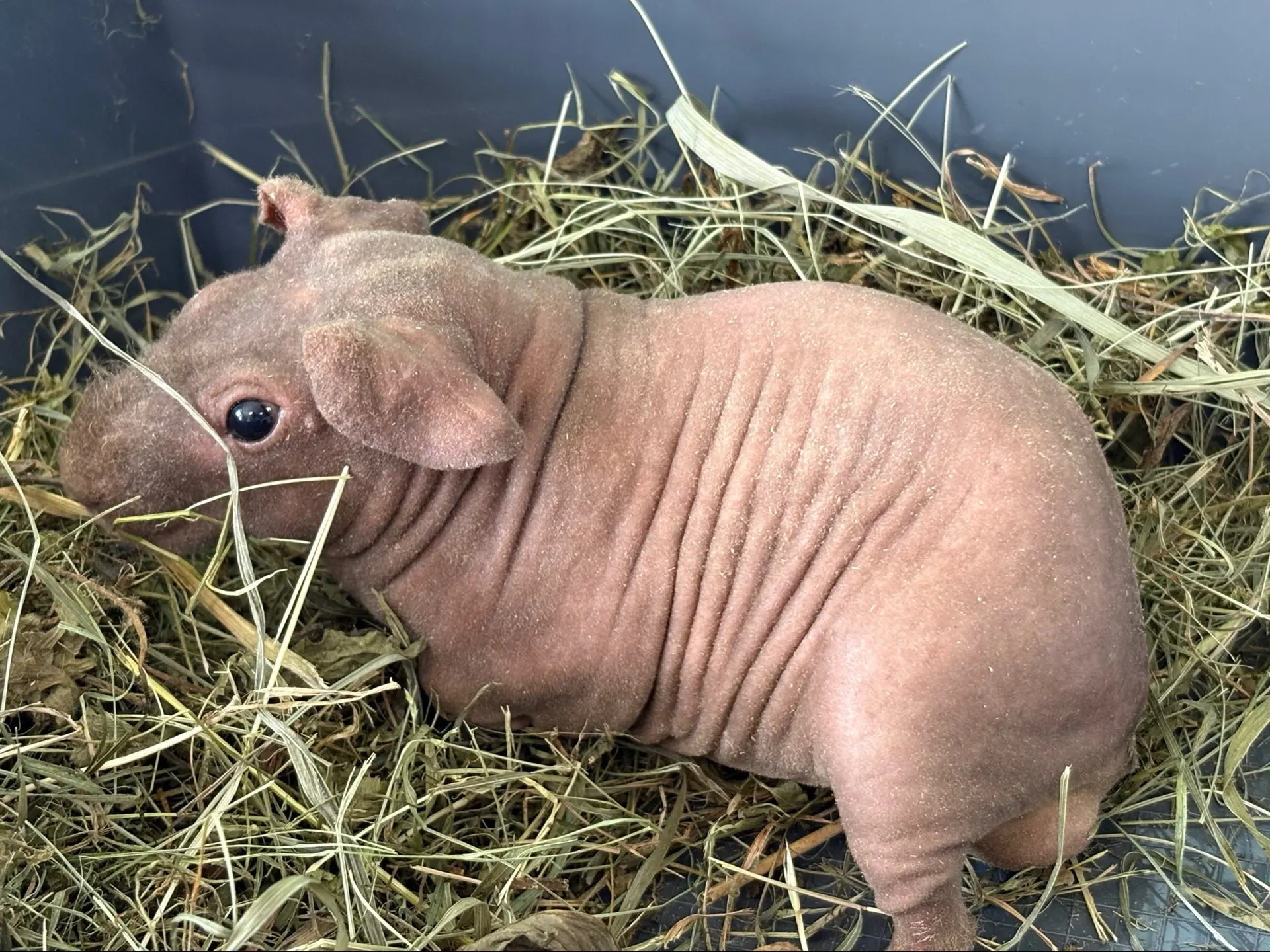 🌿🐭🌿🐹🌿🦜🌿🐓🌿