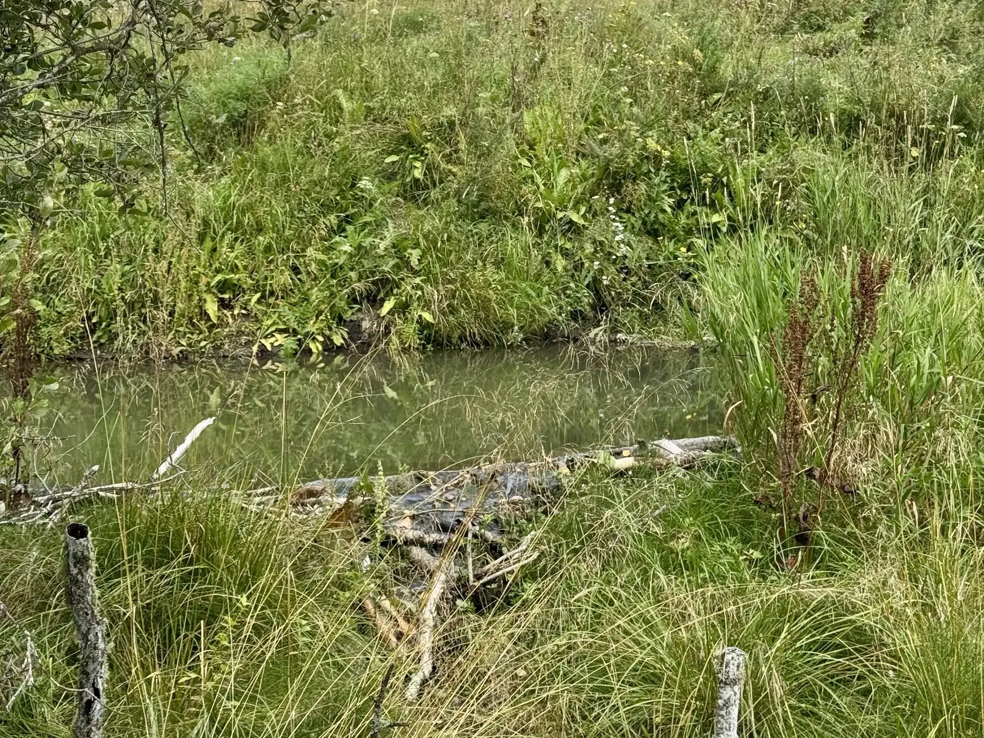 Право каждого иметь доступ к водным объектам общего пользования, бесплатно использовать...