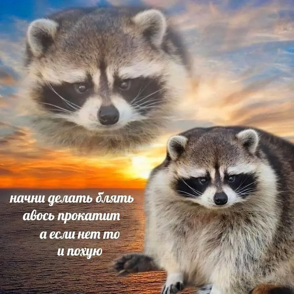 *вас посетил енот-мотиватор*