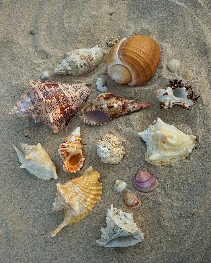 🏖 Не ракушками едиными: самые неожиданные пляжные «находки»
