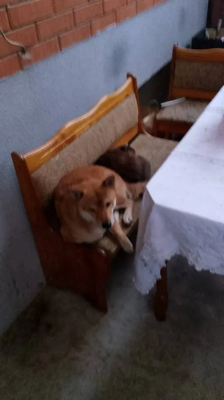🐕 #потеряшкишанхая