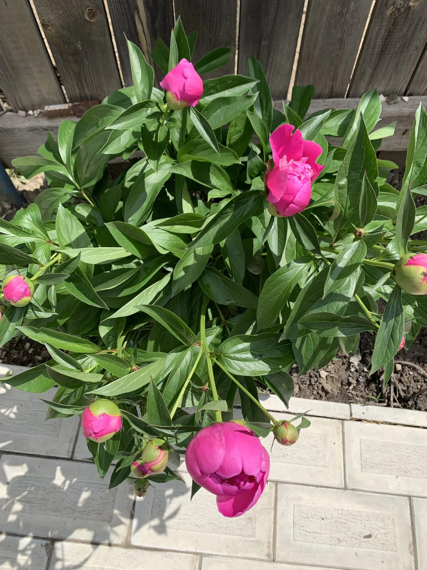 Пионы зацветают и петуньи начали приобретать красивый вид🥰 Я сегодня на улице работала...