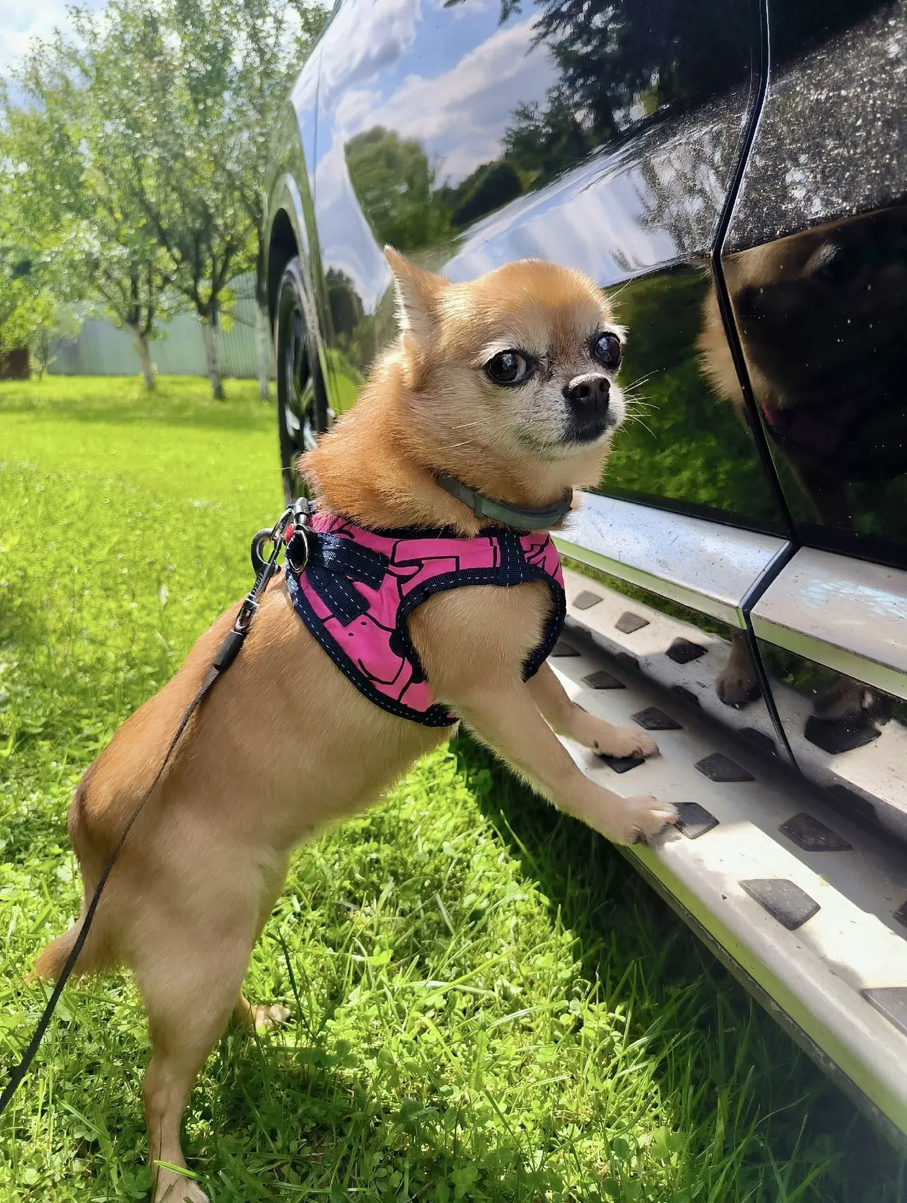 🐾😂🤣