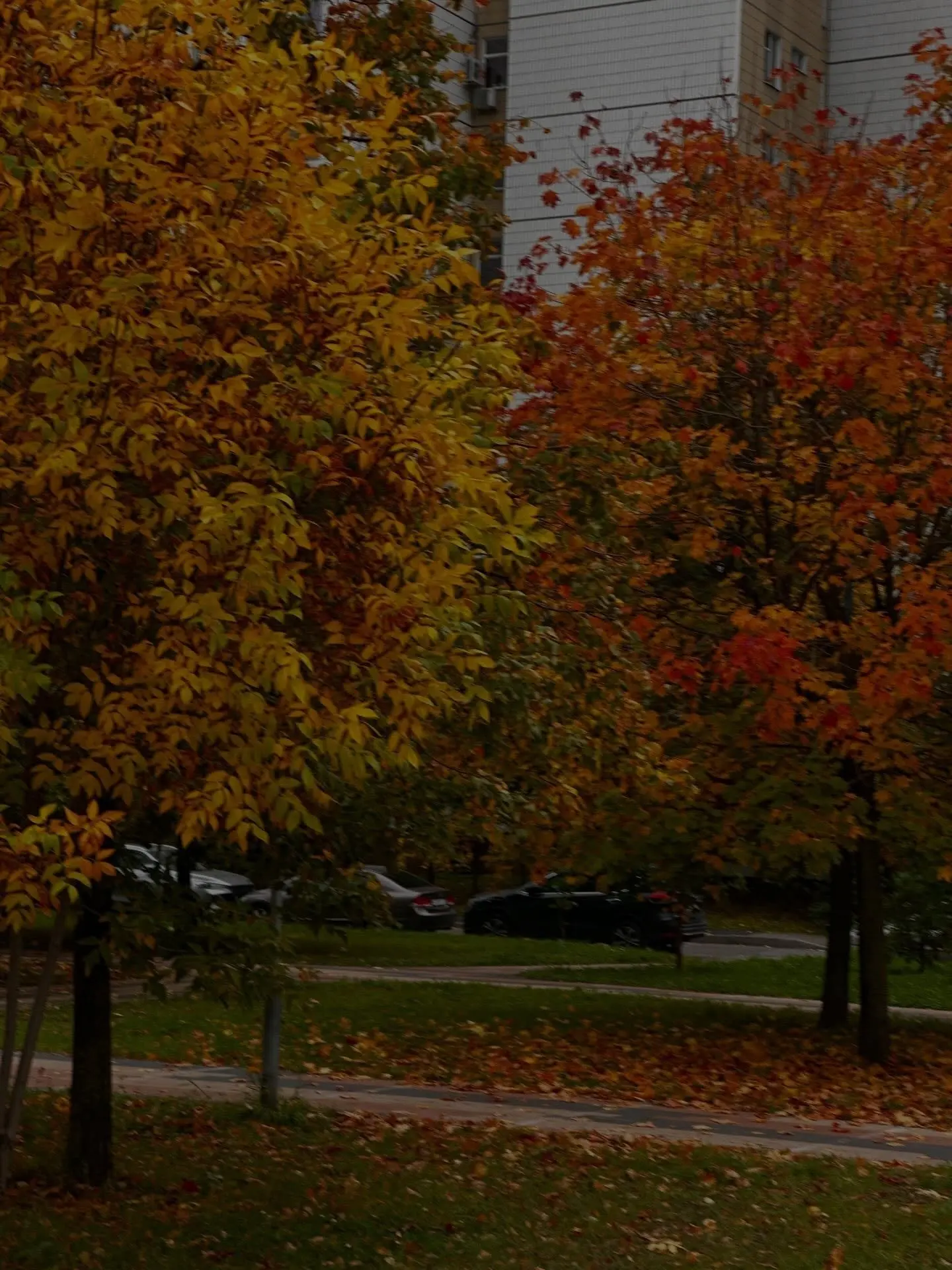 🍁 Золотая осень задержится в Москве, — рассказали синоптики