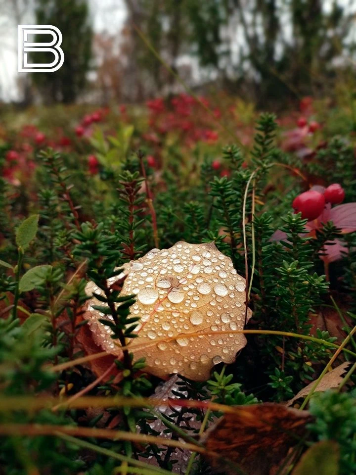 🍂📸 Осеннее Заполярье в объективе оператора ГТРК "Мурман" Юрия Сыскова
