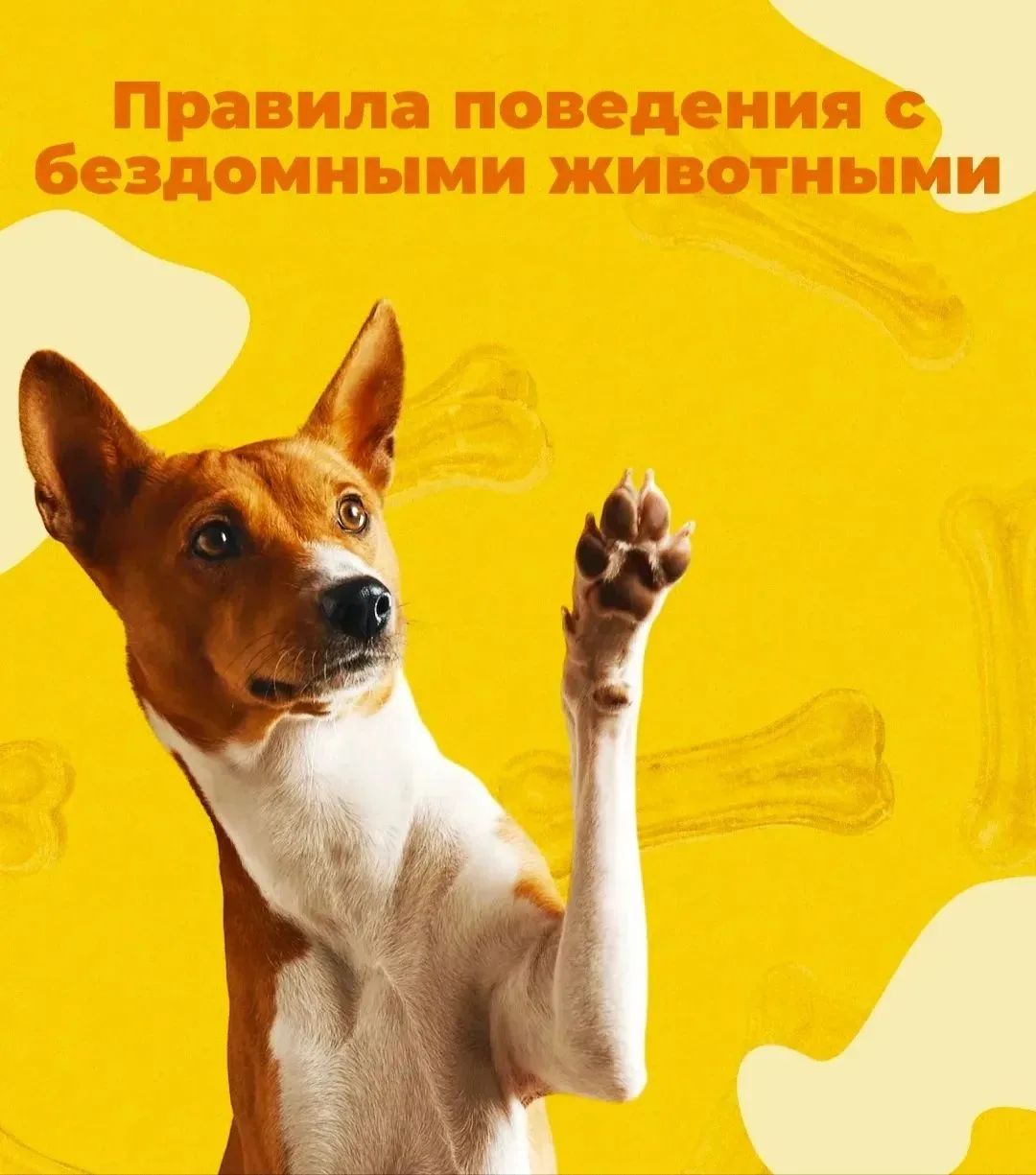 Безопасное лето🐾 
Дети и уличные животные: 5 правил безопасности
Улица — это не зоопарк, а бездомно
