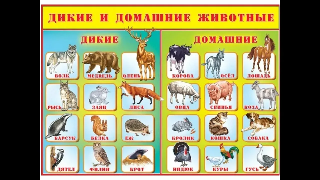Расскажите детям чем отличаются домашние животные от диких. Поверьте, наши дети знают д...